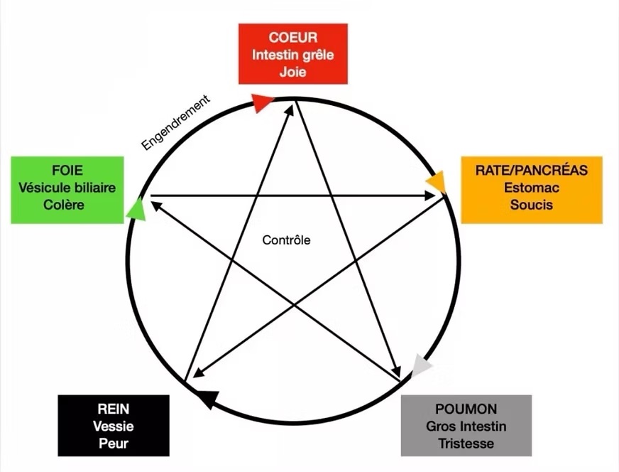 la relation entre les organes et les émotions